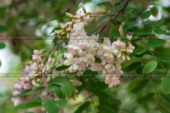 Blooming robinia pseudoacacia, commonly known in Russian as white acacia, is a fast—growing tree, a species of the genus Robinia of the Legume family Fabaceae on a sunny spring day, Astrakhan, Russia. Стоковое фото, фотограф Ula Ulachka / Фотобанк Лори