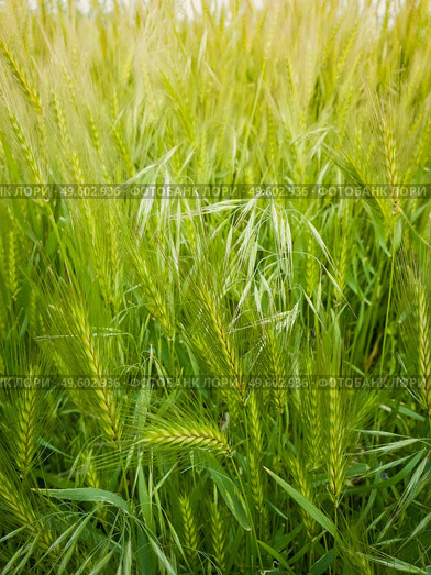 Blooming wild foxtail plants on a picturesque summer meadow. Different greening vegetation, vertical shot. Idyllic rural nature scene, green spring field. Countryside grassland seasonal beauty. Стоковое фото, агентство Ingram Publishing / Фотобанк Лори