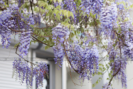 Blooming Wisteria Sinensis closeup. Стоковое фото, фотограф Evgenia Shevardina / Фотобанк Лори