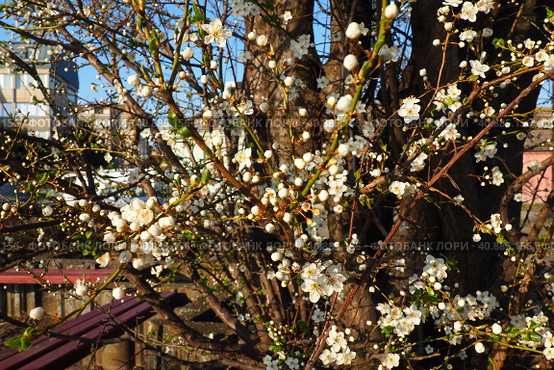 Blossoming of cherries, sweet cherries and bird cherry. Beautiful fragrant white flowers on the branches during the golden hour. Spring white flowers are collected in long thick drooping brushes. Стоковое фото, фотограф Юлия Петровская / Фотобанк Лори