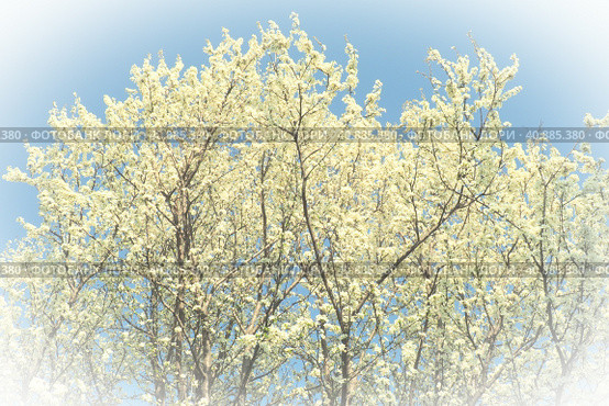 Blossoming of cherries, sweet cherries and bird cherry. Numerous beautiful fragrant white flowers on the tree. Spring flowers are collected in drooping brushes. Blurred foggy focus. White vignetting. Стоковое фото, фотограф Юлия Петровская / Фотобанк Лори
