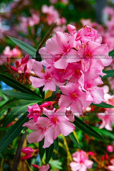 Blossoming pink flowers of oleander in garden. Стоковое фото, фотограф Яков Филимонов / Фотобанк Лори
