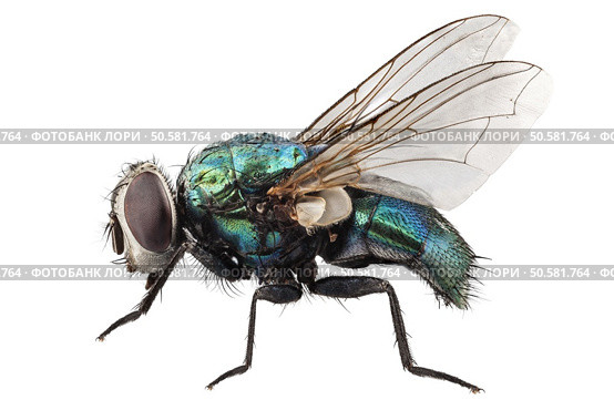 blow fly species Lucilia caesar in high definition with extreme focus and DOF (depth of field) isolated on white background with clipping path. blow fly species Lucilia caesar. Стоковое фото, агентство Ingram Publishing / Фотобанк Лори