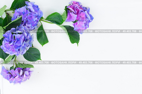 blue and violet hortensia blooming flowers on white with copy space. blue and violet hortensia flowers. Стоковое фото, агентство Ingram Publishing / Фотобанк Лори