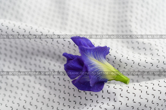 Blue butterfly pea flowers on white fabric. Стоковое фото, агентство Ingram Publishing / Фотобанк Лори