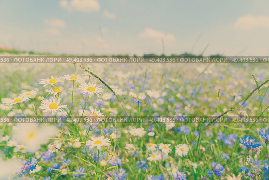 Blue corflower and camomile flowers meadow field with fresh green grass, retro toned. Blue cornflower flowers. Стоковое фото, агентство Ingram Publishing / Фотобанк Лори