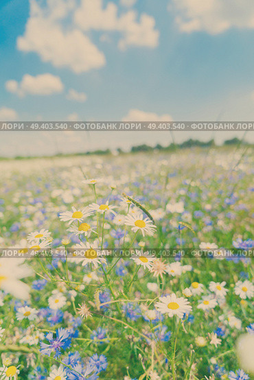Blue corflower and camomile flowers meadow field with fresh green grass, retro toned. Blue cornflower flowers. Стоковое фото, агентство Ingram Publishing / Фотобанк Лори