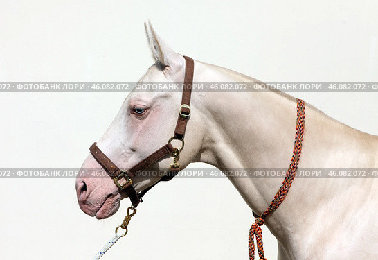 Blue-eyed Cremello akhal-teke horse on light background. Жеребец Ахалтекинской породы с голубыми глазами редкой изабелловой масти, портрет на светлом фоне. Стоковое фото, фотограф Михаил Кондрашов / Фотобанк Лори