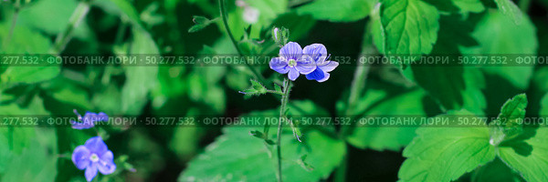 Blue wildflowers in the grass. Veronica chamaedrys. Veronica flowers in meadow. Стоковое фото, фотограф Марина Демидюк / Фотобанк Лори