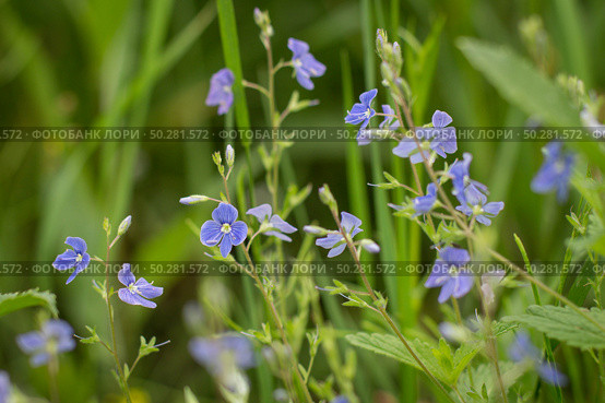 Blue wildflowers in the grass. Veronica chamaedrys. Стоковое фото, фотограф Марина Демидюк / Фотобанк Лори