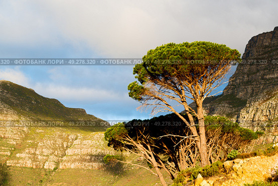 blur in south africa cape town panoramic   from table mountain   tree nature and cloud. Стоковое фото, агентство Ingram Publishing / Фотобанк Лори