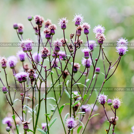 Бодяк полевой, Бодяк розовый, Розовый осот - Cirsium arvense (L.) Scop. (семейство Asteraceae). Дикорастущее растение Западной Сибири. Стоковое фото, фотограф Евгений Мухортов / Фотобанк Лори