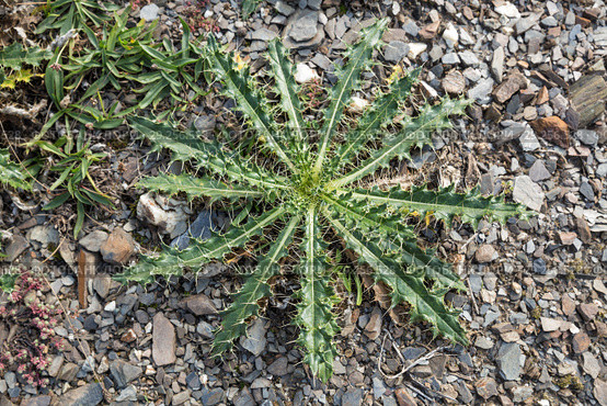 Бодяк воинственный (Cirsium pugnax), розетка листьев. Стоковое фото, фотограф Юлия Бабкина / Фотобанк Лори