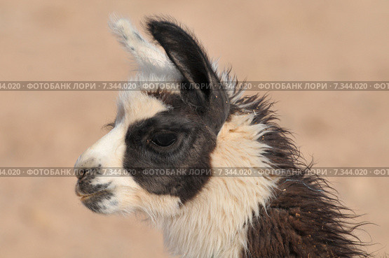 bolivia - baby llama (called a cria)Bolivia, Baby Llama , called a cria. Стоковое фото, агентство BE&W Photo / Фотобанк Лори