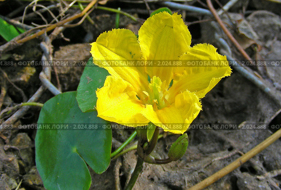 Болотноцветник щитолистный (Nymphoides peltata) на пруду. Стоковое фото, фотограф lana1501 / Фотобанк Лори