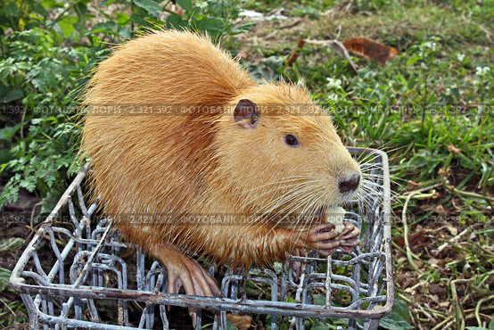 Болотный бобр, нутрия (лат. Myocastor coypus) Стоковое фото, фотограф Владимир Сергеев / Фотобанк Лори