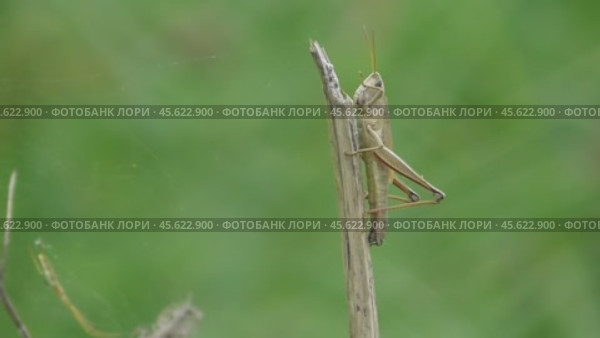 Большая болотная кобылка Stethophyma grossum. Стоковое видео, видеограф Александр Мамонтов / Фотобанк Лори
