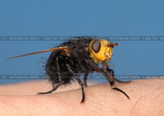 Большая ежемуха (Tachina grossa) сидит на моем пальце. Стоковое фото, фотограф Владимир Блинов / Фотобанк Лори