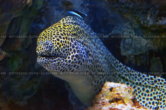Большая ярко-желтая тропическая рыба мурена. A large bright yellow tropical moray eel. Стоковое фото, фотограф Татьяна Д / Фотобанк Лори