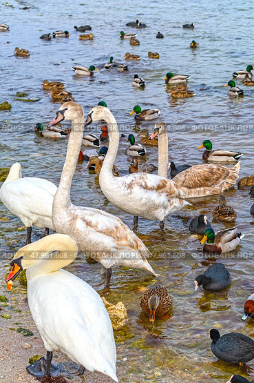 Большие красивые лебеди и утки плавают в море. Big beautiful swans and ducks swimming in the sea. Стоковое фото, фотограф Татьяна Д / Фотобанк Лори