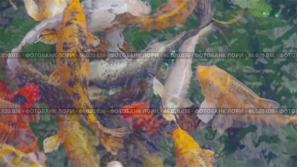 Большие красивые разноцветные карпы плавают в пруду. Big beautiful colorful carp swimming in the pond. Стоковое видео, видеограф Татьяна Д / Фотобанк Лори