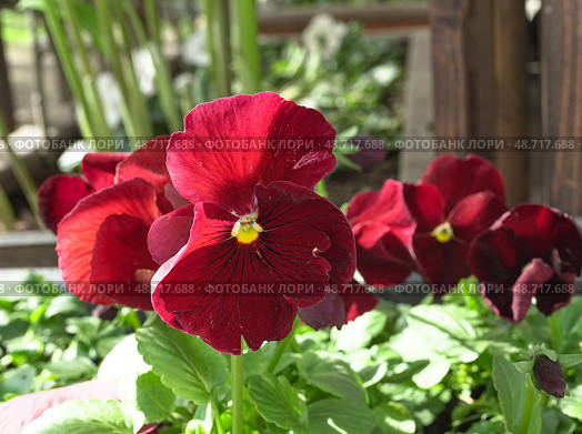 Большие цветка фиалки, виолы, бардового цвета, крупным планом. Large violet flowers, viola, burgundy color, close-up. Стоковое фото, фотограф Наталья Пеньшина / Фотобанк Лори