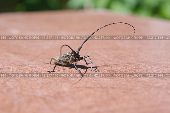 Большой еловый черный усач (лат. Monochamus sartor) на деревянном пне. Стоковое фото, фотограф Елена Коромыслова / Фотобанк Лори