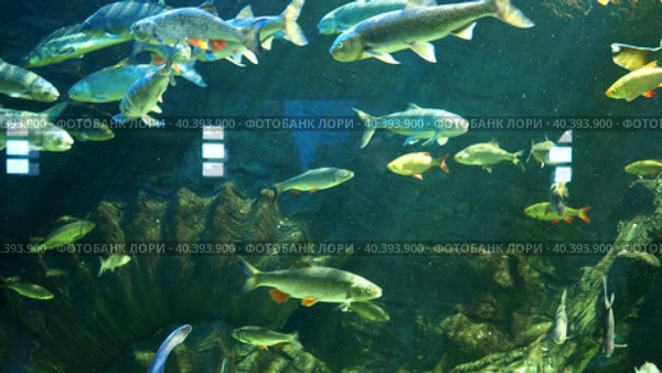 Большой красивый аквариум с рыбками. Люди наблюдают за аквариумными рыбками через стекло в аквариуме. Отснятый материал высокого качества в формате 4k. Стоковое видео, видеограф Egor Sarantstv / Фотобанк Лори