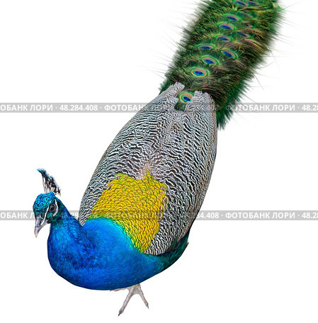 Большой красивый павлин на белом фоне. Beautiful Peacock on white. Стоковое фото, фотограф Татьяна Д / Фотобанк Лори