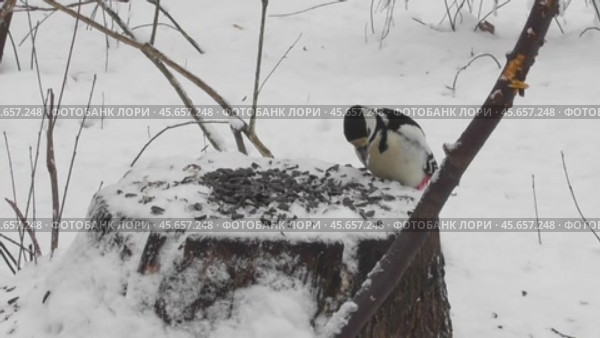 Большой пёстрый дятел на лесной кормушке. Стоковое видео, видеограф Александр Мамонтов / Фотобанк Лори