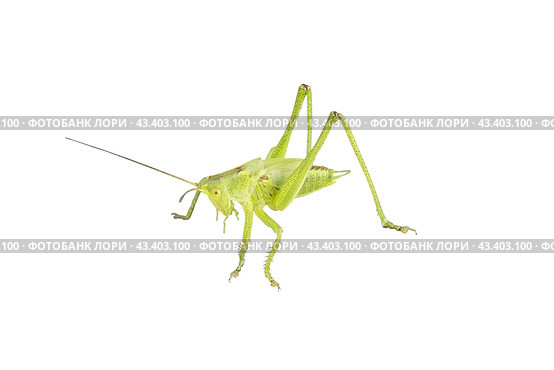 Большой зеленый кузнечик на белом фоне. Green grasshopper on a white background. Стоковое фото, фотограф Татьяна Д / Фотобанк Лори