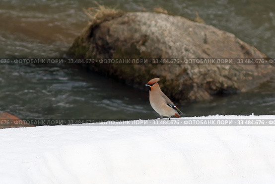 Bombycilla garrulus. Свиристель ранней весной на берегу горной реки Белокуриха. Стоковое фото, фотограф Григорий Писоцкий / Фотобанк Лори