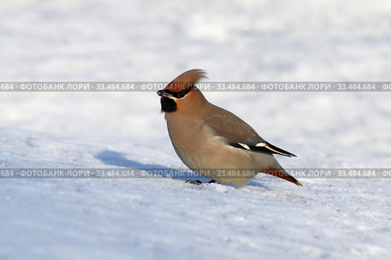 Bombycilla garrulus. Свиристель ранней весной стоит на снегу, Алтайский край. Стоковое фото, фотограф Григорий Писоцкий / Фотобанк Лори