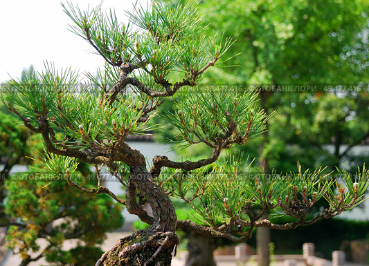 Bonsai garden. Стоковое фото, фотограф Александрина / Фотобанк Лори