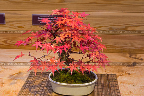 Бонсай - клен дланевидный (Acer palmatum). Возраст - около 50 лет. Выставка японских бонсай в Аптекарском огороде, Москва, ноябрь 2017. Редакционное фото, фотограф Сергей Рыбин / Фотобанк Лори