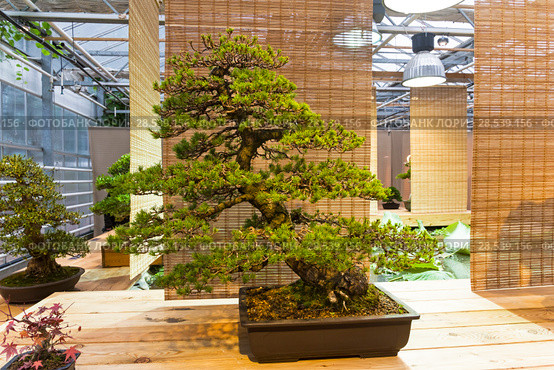 Бонсай - сосна мелкоцветковая, или белая японская сосна (Pinus parviflora). Возраст - около 100 лет. Выставка японских бонсай в Аптекарском огороде, Москва, ноябрь 2017. Редакционное фото, фотограф Сергей Рыбин / Фотобанк Лори