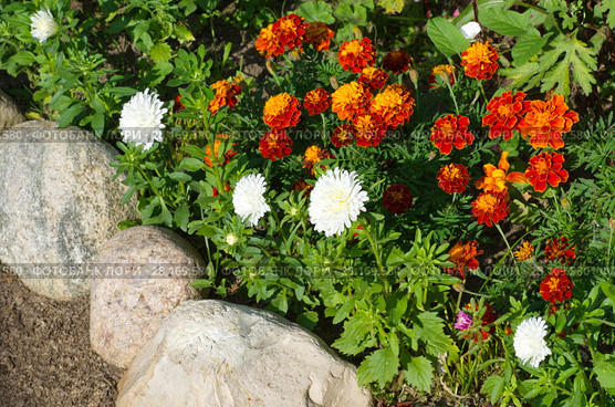 Бордюр с бархатцами (лат. Tagetes) и астрами (лат. Aster) Стоковое фото, фотограф Елена Коромыслова / Фотобанк Лори