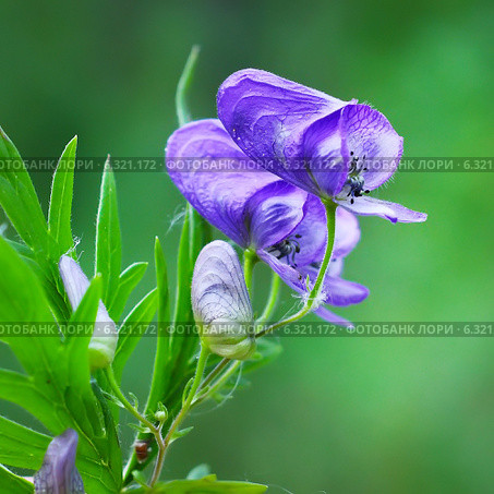 Борец или Аконит Флёрова (Aconitum flerovii) — многолетнее травянистое растение, вид рода Борец (Aconitum) семейства Лютиковые (Ranunculaceae) Стоковое фото, фотограф Евгений Мухортов / Фотобанк Лори