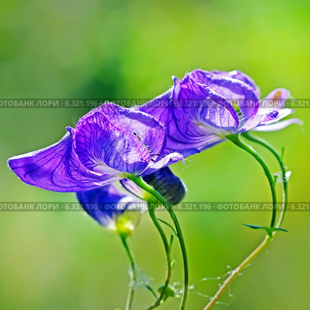 Борец или Аконит Флёрова (Aconitum flerovii) — многолетнее травянистое растение, вид рода Борец (Aconitum) семейства Лютиковые (Ranunculaceae) Стоковое фото, фотограф Евгений Мухортов / Фотобанк Лори