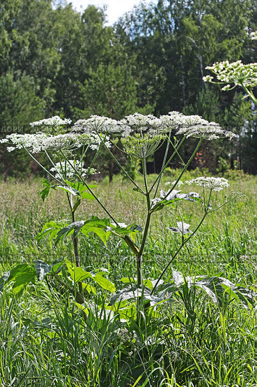 Борщевик Сибирский ( Heracleum sibirikum ) Стоковое фото, фотограф Евгений Мухортов / Фотобанк Лори