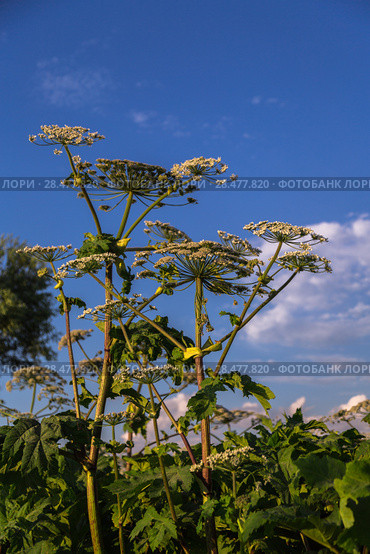 Борщевик Сосновского (лат. Heracleum sosnowskyi) Стоковое фото, фотограф Ольга Сейфутдинова / Фотобанк Лори