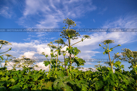 Борщевик Сосновского (лат. Heracleum sosnowskyi) Стоковое фото, фотограф Ольга Сейфутдинова / Фотобанк Лори