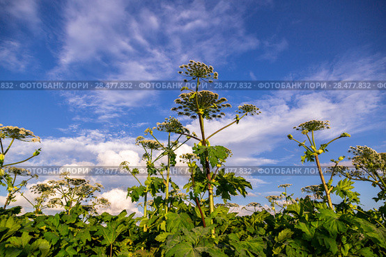 Борщевик Сосновского (лат. Heracleum sosnowskyi) Стоковое фото, фотограф Ольга Сейфутдинова / Фотобанк Лори