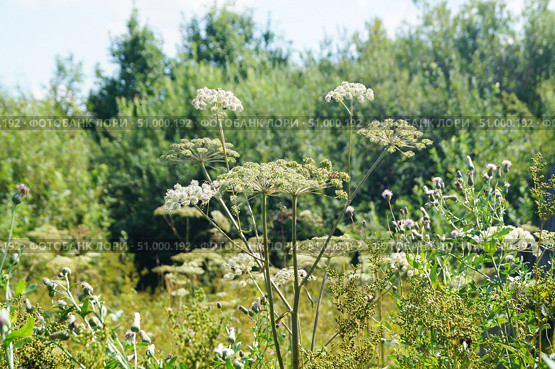 Борщевик Сосновского (лат. Heracleum sosnowskyi) Стоковое фото, фотограф Сергей Овчинников / Фотобанк Лори