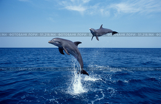 Bottlenose dolphin in the Carribean, off Roatan Island, Honduras. VW Pics/Stocktrek Images/TASS. Стоковое фото, агентство ТАСС / Фотобанк Лори