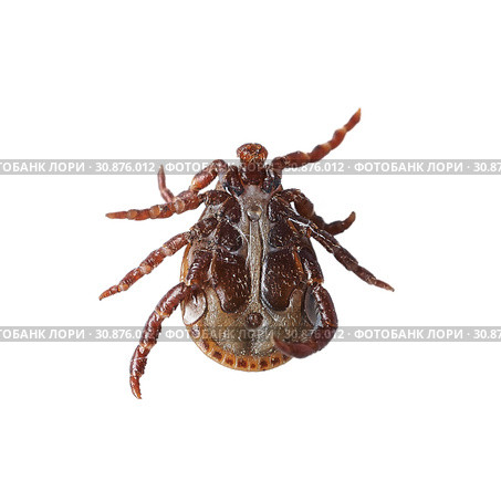 Bottom view of a male mite isolated on the white without shadows. Macro photo. Стоковое фото, фотограф Георгий Дзюра / Фотобанк Лори