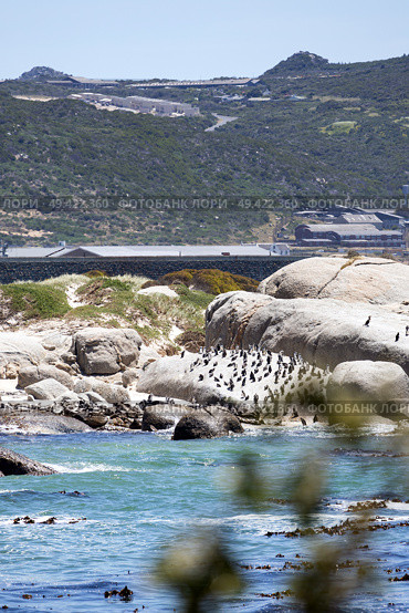 Boulders Beach protected lagoon with colony of African spectacled penguins. Стоковое фото, фотограф Екатерина Якименко / Фотобанк Лори