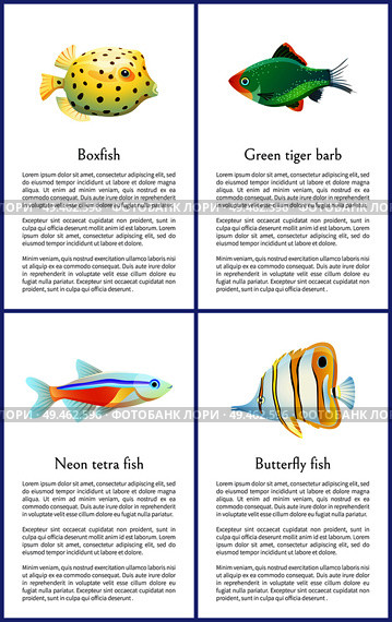 Boxfish and green tiger barb, neon tetra and butterfly fish. Set of exotic species posters and headlines, text sample and animals vector illustration. Boxfish and Green Tiger Barb Vector Illustration. Стоковая иллюстрация, агентство Ingram Publishing / Фотобанк Лори