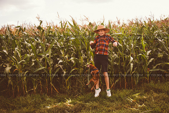 Boy child running, dog and puppy chasing across corn field. Boy loves freedom, child loves sun and sky. Dog running quickly, puppy running near. Field wide, dirt dry, sky endless, freedom alive. Стоковое фото, фотограф Юлия Киселёва / Фотобанк Лори