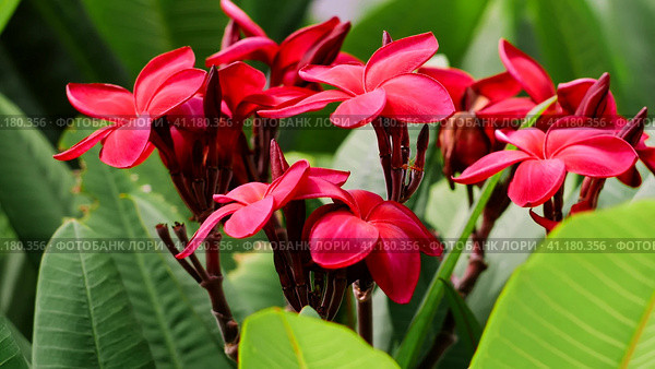 Branch of red blossom plumeria or frangipani with green foliage wiggle on the wind breeze. Стоковое фото, фотограф Igor Tichonow / Фотобанк Лори